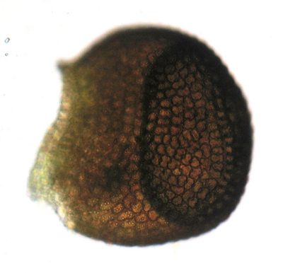 Frullania pentapleura, photographed by John Steel