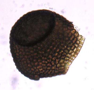 Frullania pentapleura, photographed by John Steel