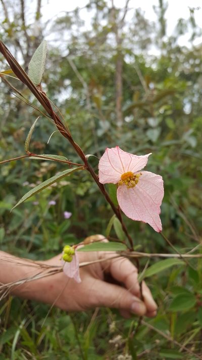 Dalechampia schippii, photographed by tonyblake