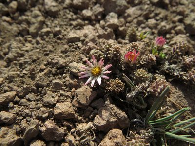 Chaetanthera lycopodioides, photographed by Nicolás Lavandero