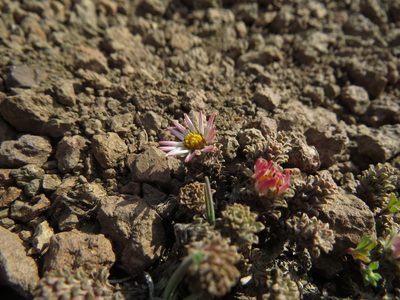 Chaetanthera lycopodioides, photographed by Nicolás Lavandero