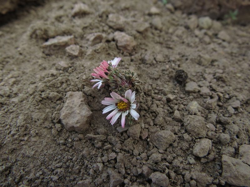 Chaetanthera lycopodioides, photographed by Nicolás Lavandero