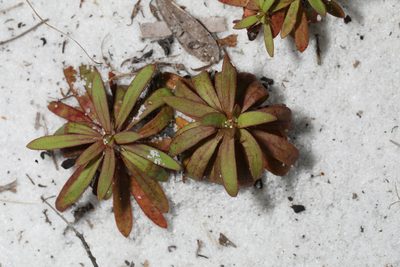 Paronychia americana, photographed by Judy Gallagher