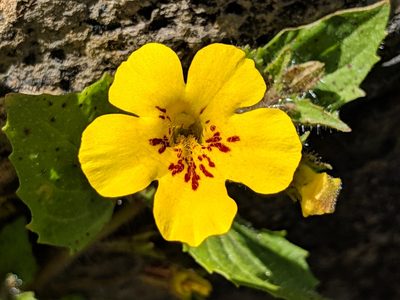 Erythranthe geniculata, photographed by Ken-ichi Ueda