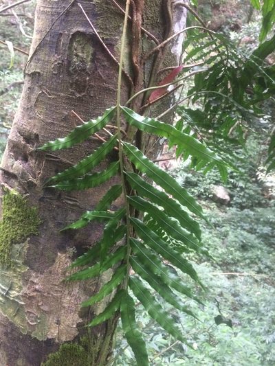 Lomariopsis boninensis, photographed by 呂一起(Lyu yi-chi)