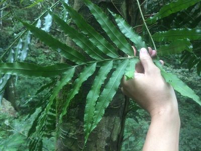 Lomariopsis boninensis, photographed by 呂一起(Lyu yi-chi)