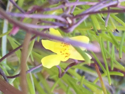 Neogaerrhinum filipes, photographed by aspring