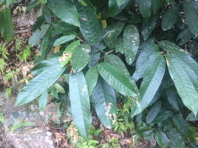 Fissistigma oldhamii, photographed by 呂一起(Lyu yi-chi)