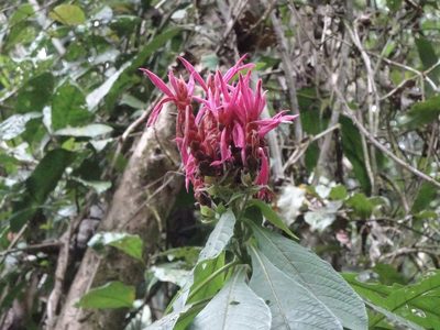 Aphelandra sinclairiana, photographed by Dario Taraborelli