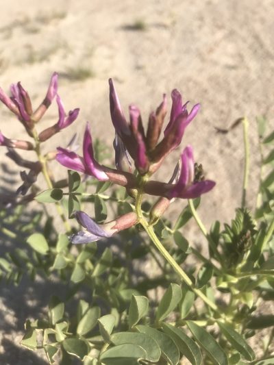 Astragalus crotalariae, photographed by Alan Weakley