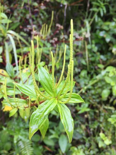 Peperomia lanceolata, photographed by Diego F. Cisneros-Heredia