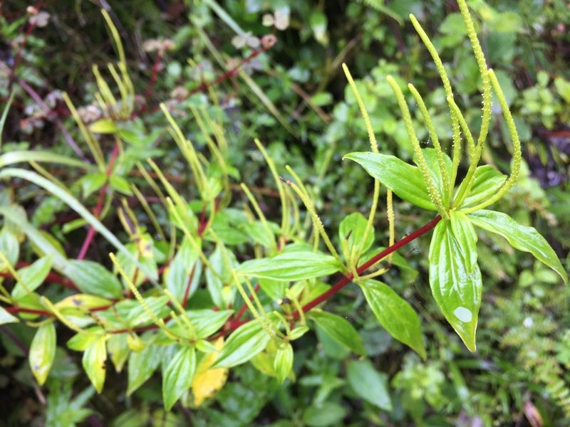 Peperomia lanceolata, photographed by Diego F. Cisneros-Heredia