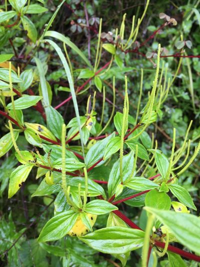 Peperomia lanceolata, photographed by Diego F. Cisneros-Heredia
