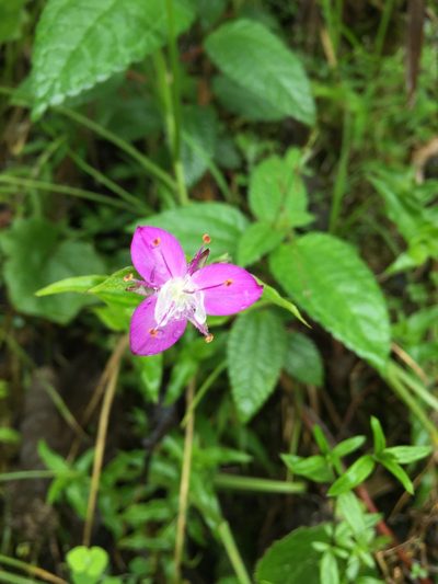 Elasis hirsuta, photographed by Diego F. Cisneros-Heredia