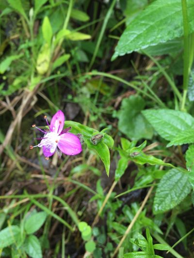 Elasis hirsuta, photographed by Diego F. Cisneros-Heredia