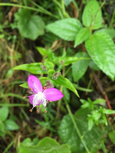 Elasis hirsuta, photographed by Diego F. Cisneros-Heredia