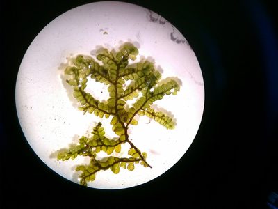 Porella pinnata, photographed by Rafael Medina