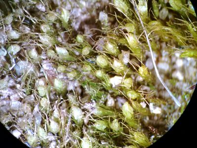 Pleuridium subulatum, photographed by Rafael Medina