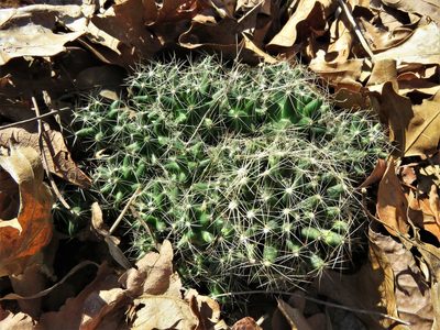 Pelecyphora missouriensis, photographed by Annika Lindqvist