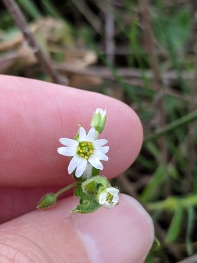 Cerastium brachypodum, photographed by Alison Northup