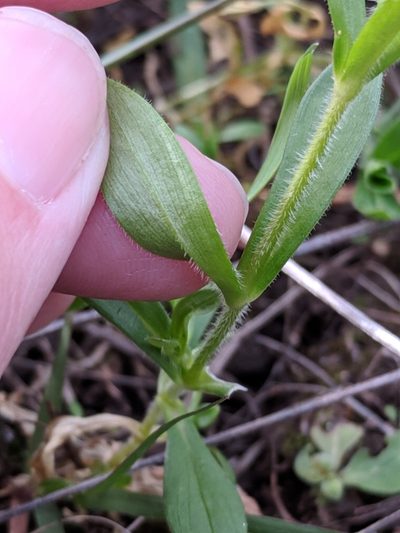 Cerastium brachypodum, photographed by Alison Northup