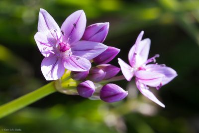 Allium hyalinum, photographed by Ken-ichi Ueda