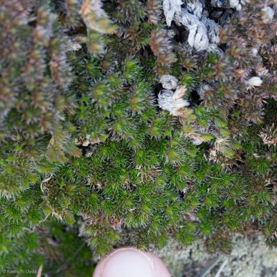 Selaginella hansenii, photographed by Ken-ichi Ueda