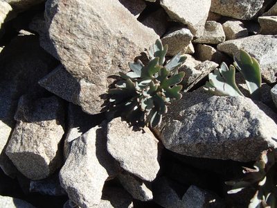 Ranunculus haastii, photographed by Jacob Littlejohn