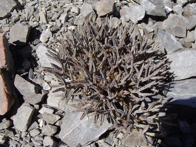 Lignocarpa carnosula, photographed by Jacob Littlejohn