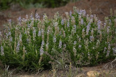 Lupinus floridanus, photographed by Chuck Martin