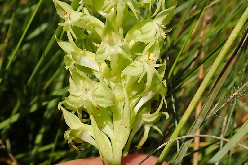 Habenaria dregeana, photographed by Peter Warren