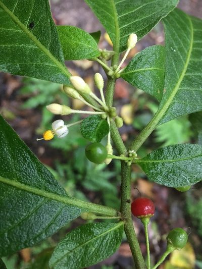 Lycianthes radiata, photographed by Andrew J. Crawford