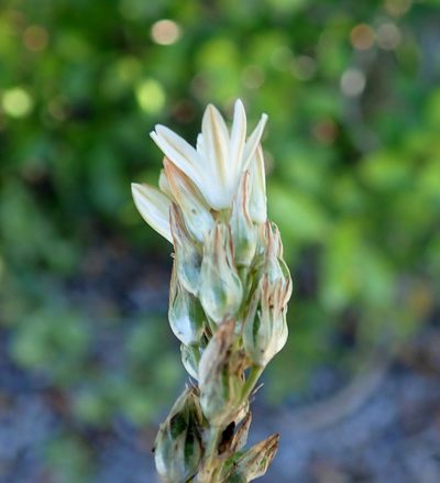Nicipe rogersii, photographed by Di Turner