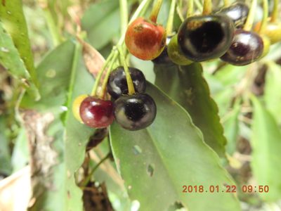 Ardisia polysticta, photographed by fagushayata
