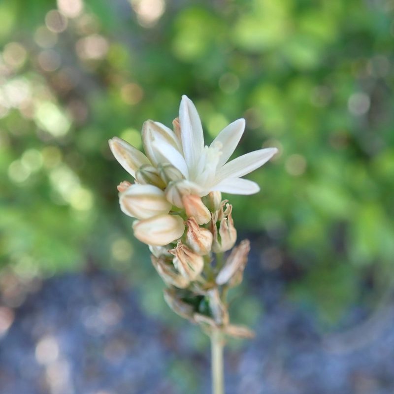 Nicipe rogersii, photographed by Di Turner