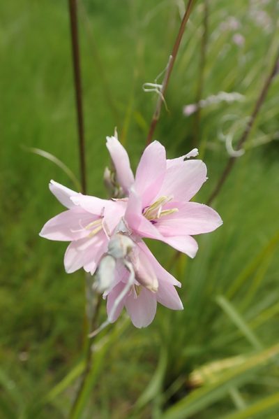 Dierama latifolium, photographed by Peter Warren