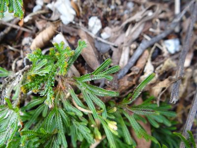 Selaginella stauntoniana, photographed by 呂一起(Lyu yi-chi)