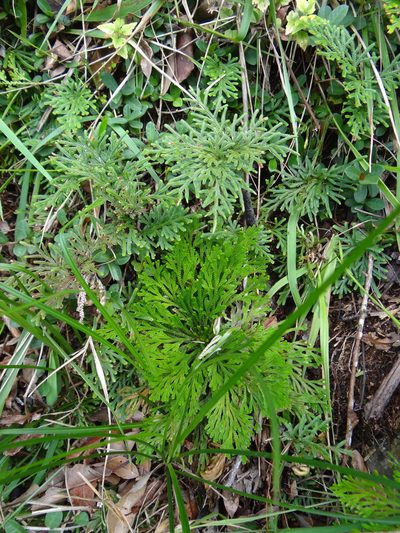 Selaginella stauntoniana, photographed by 呂一起(Lyu yi-chi)