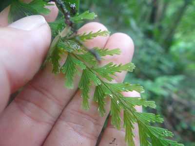 Vandenboschia auriculata, photographed by 呂一起(Lyu yi-chi)