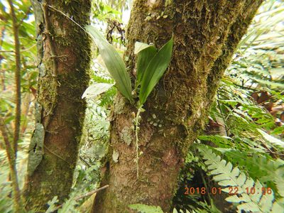 Liparis bootanensis, photographed by fagushayata