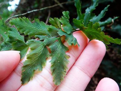Vandenboschia auriculata, photographed by 呂一起(Lyu yi-chi)