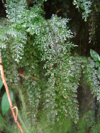 Hymenophyllum badium, photographed by 呂一起(Lyu yi-chi)