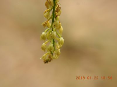 Liparis elliptica, photographed by fagushayata