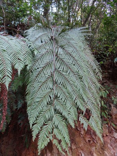 Cibotium taiwanense, photographed by 呂一起(Lyu yi-chi)