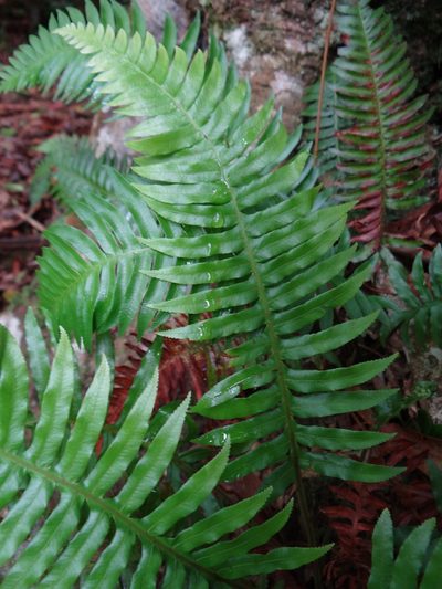 Plagiogyria falcata, photographed by 呂一起(Lyu yi-chi)