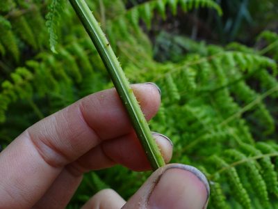 Dennstaedtia scandens, photographed by 呂一起(Lyu yi-chi)