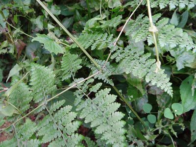 Dennstaedtia scandens, photographed by 呂一起(Lyu yi-chi)