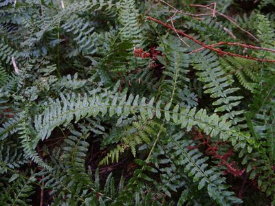 Monachosorum maximowiczii, photographed by 呂一起(Lyu yi-chi)