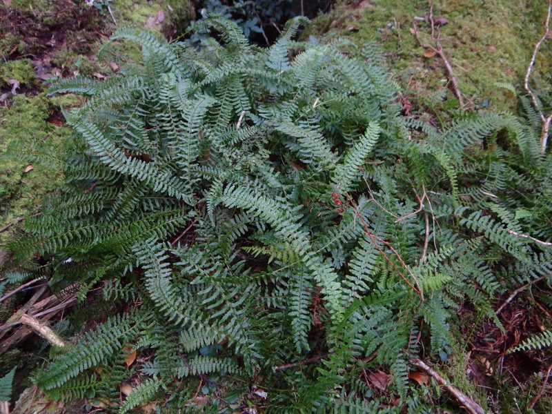Monachosorum maximowiczii, photographed by 呂一起(Lyu yi-chi)