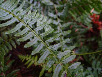 Monachosorum maximowiczii, photographed by 呂一起(Lyu yi-chi)